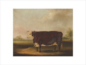 Hereford Cow: 1852