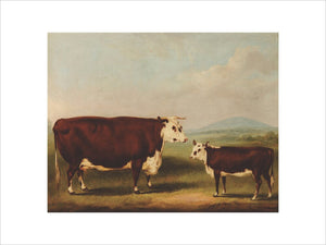 Prize Cow and Calf: 1856