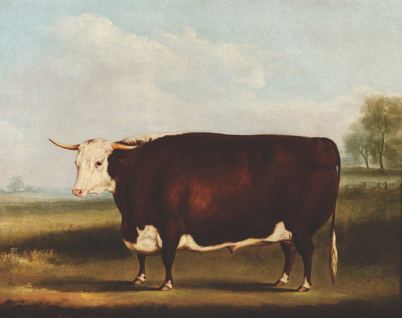 Prize Bull: 1853