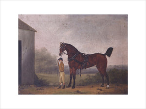 Boy leading a Horse