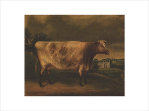 Waterwitch': Prize Cow, Winner of the 1st Prize, Totnes