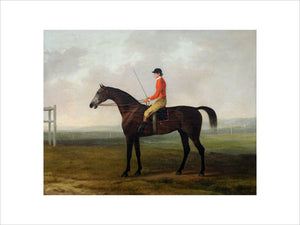 Pilot, a Grey Racehorse with a Jockey up in a Racecourse Setting