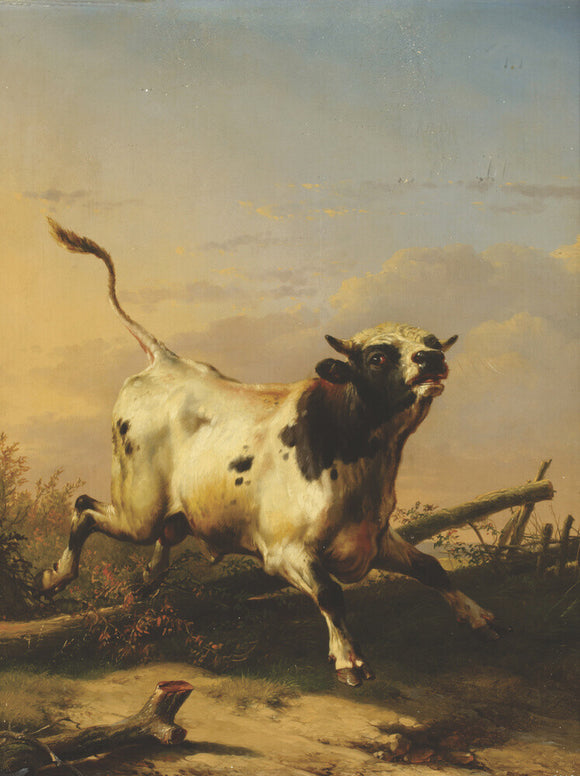 A Bull leaping a Fence