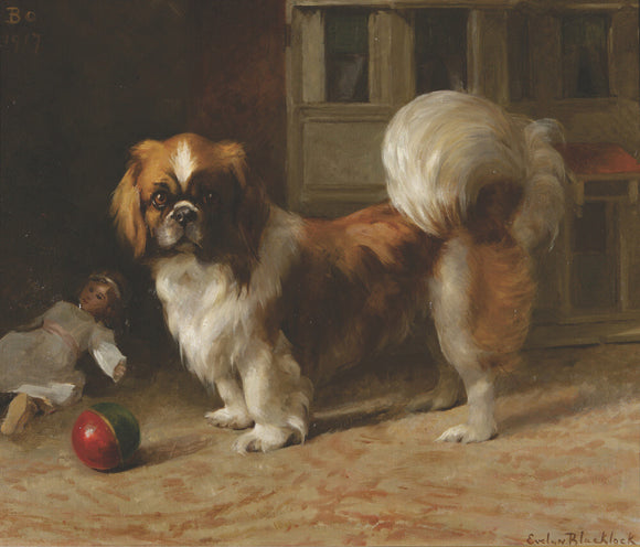 'Bo', a Pekingese dog
