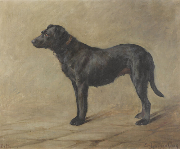'Betty', a Black Labrador