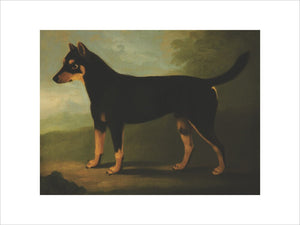 A Dog with Dark-brown and Pale-brown Markings...