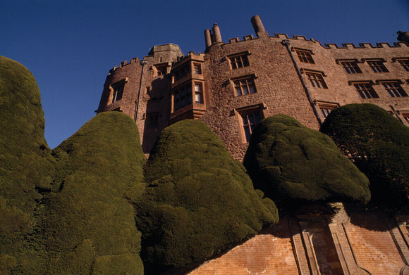 An oblique view of the walls of Powis Castle with a vivid blue sky and green cipped yews