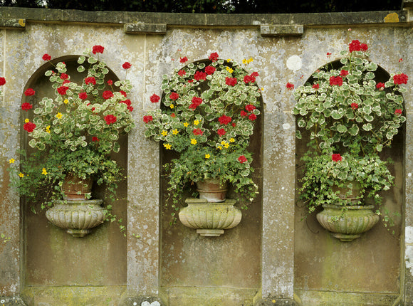 Close shot of stone arches and urns filled with Pelargoniums in the Italian Garden at Belton House