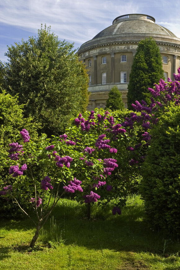 A view over the lilacs to Ickworth, Bury St Edmunds, Suffolk