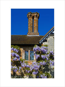 Detail of a window surrounded by climbing wisteria on the Courtyard walls at Baddesley Clinton, Warwickshire