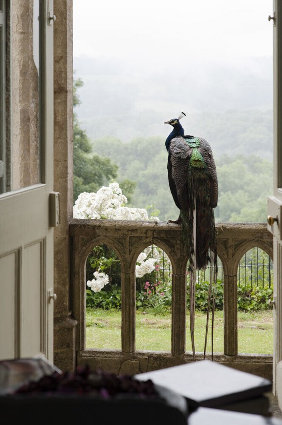 A peacock perches on the stone balustrade outside the Garden Hall at Newark Park