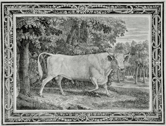 The Chillingham Bull, Engraving by Thomas Bewick, 1789