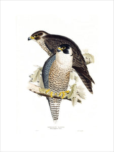 Birds of Europe - Peregrine Falcon, John Gould, 1837