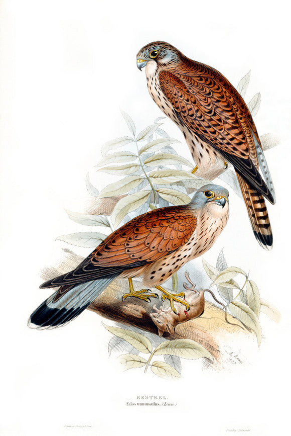 Birds of Europe - Kestrel, John Gould, 1837