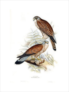 Birds of Europe - Kestrel, John Gould, 1837