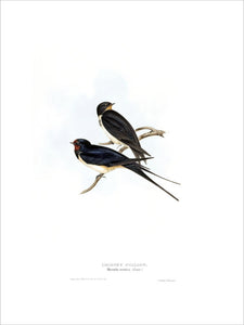 Birds of Europe - Chimney Swallow, John Gould, 1837
