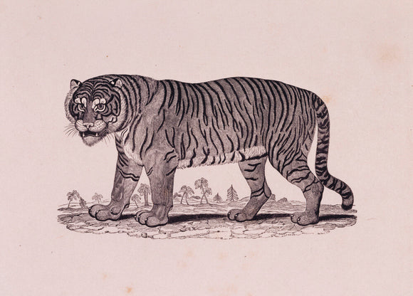 The Tiger by Thomas Bewick (1753-1828)