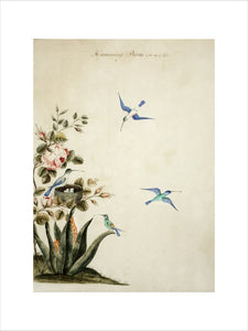Humming Birds of the Size of Life, Late 18th Century